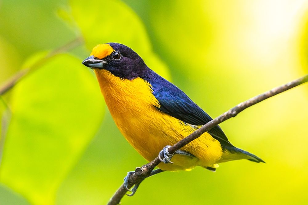 Caribbean-Trinidad-Asa Wright Nature Center Euphonia bird on limb